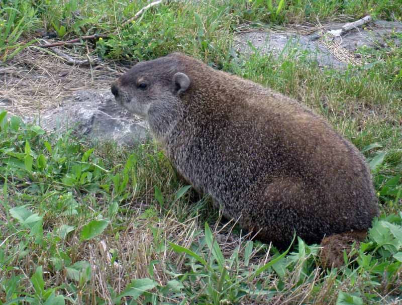 Beaver